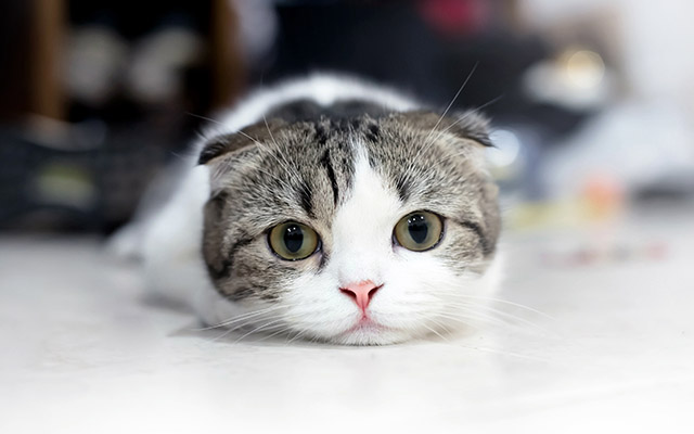 株式会社アークH.D｜アークホールディングス レポート画像