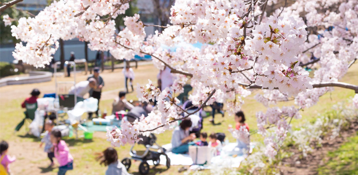 今年行きたいお花見スポット